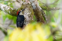 Datel cernolici - Melanerpes pucherani - Black-cheeked Woodpecker o5547